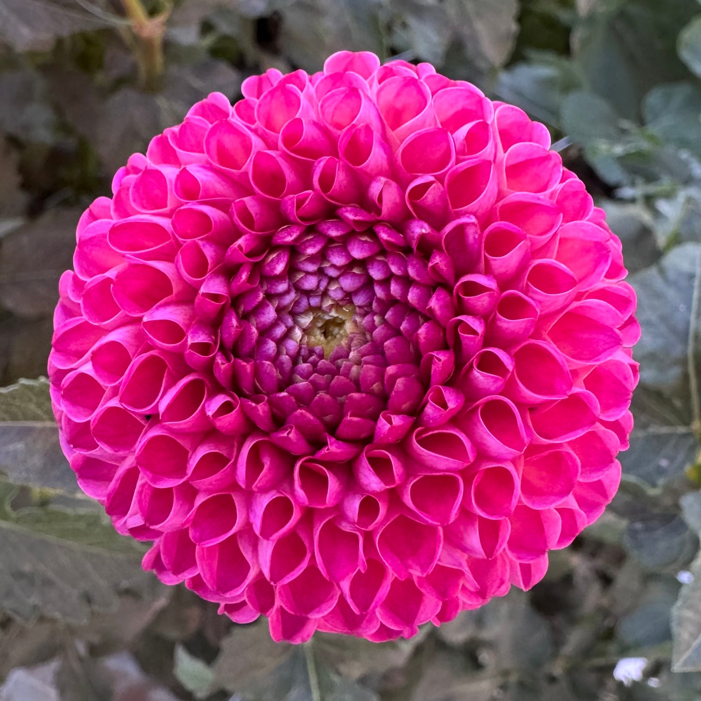 Dahlia Tuber: Burlesca