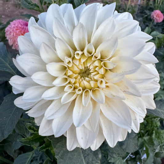 Dahlia Tuber: KA’s® Snow Jo