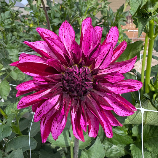 Dahlia Tuber: Kaylee Jade