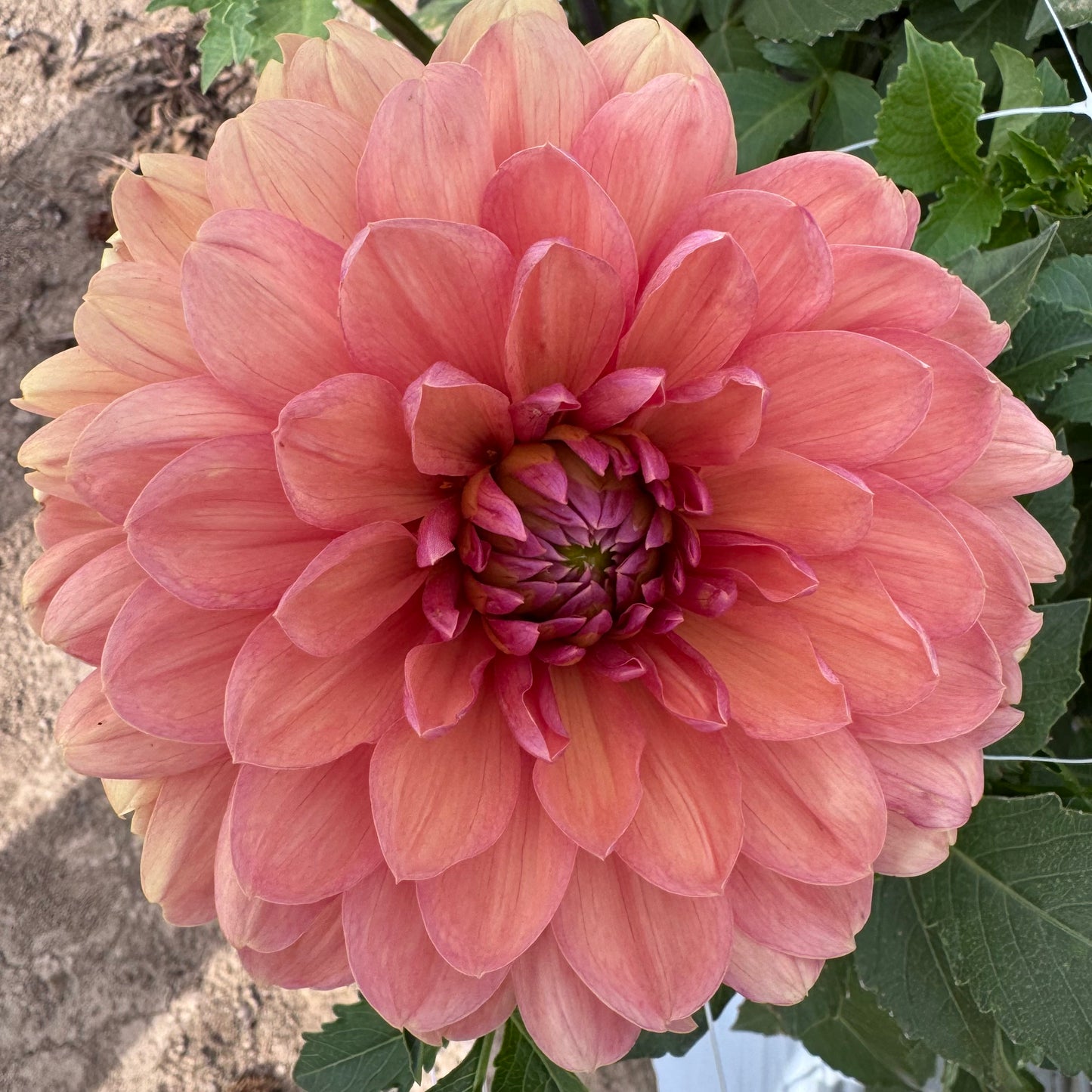 Dahlia Tuber: Chateau de la Bourdaisiere