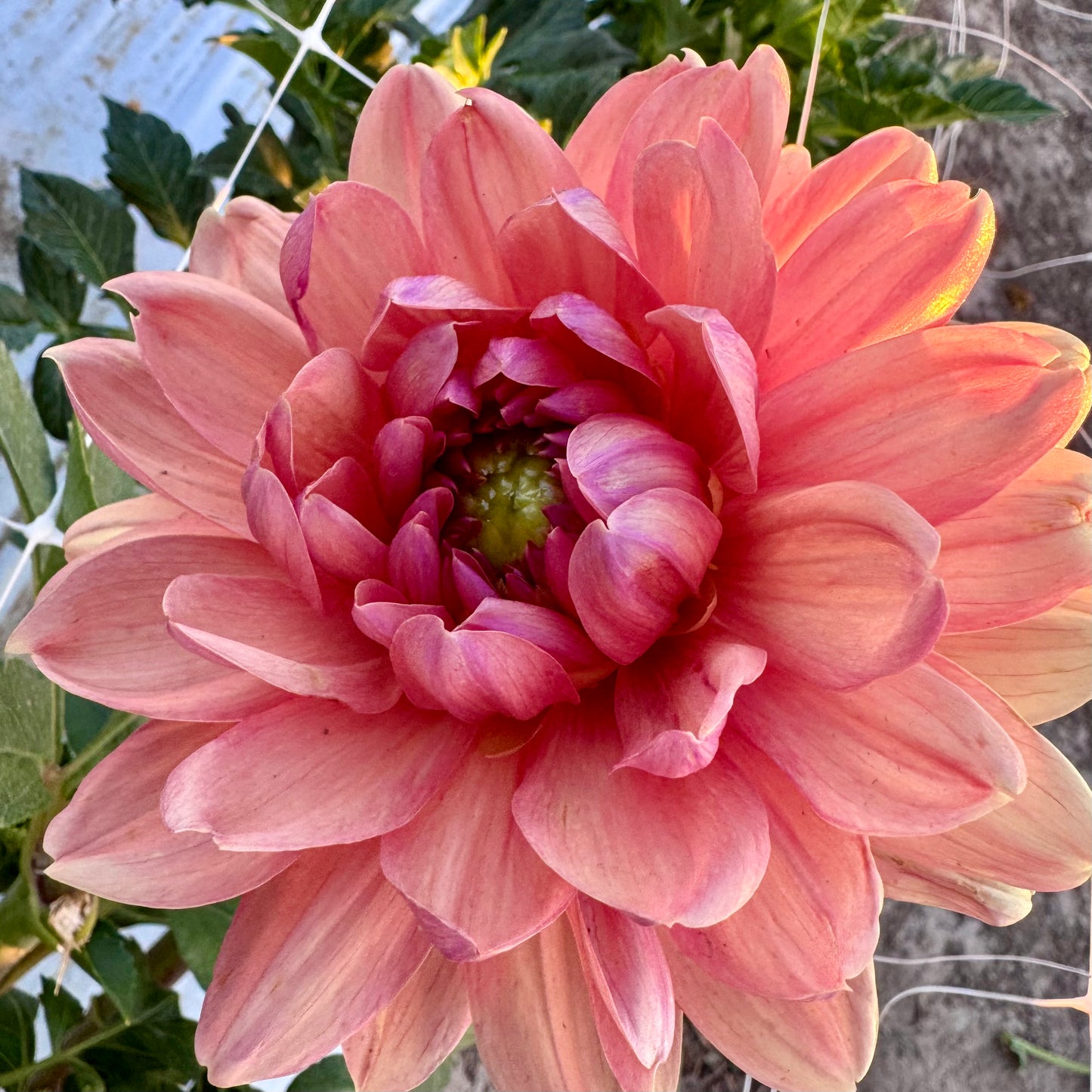 Dahlia Tuber: Chateau de la Bourdaisiere