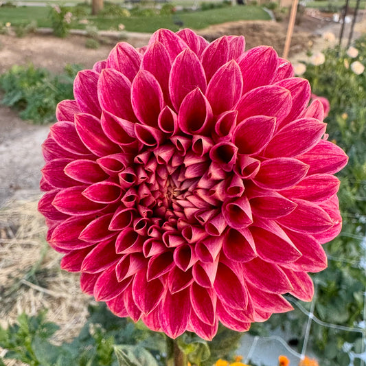 Dahlia Tuber: KA’s® Rosie Jo